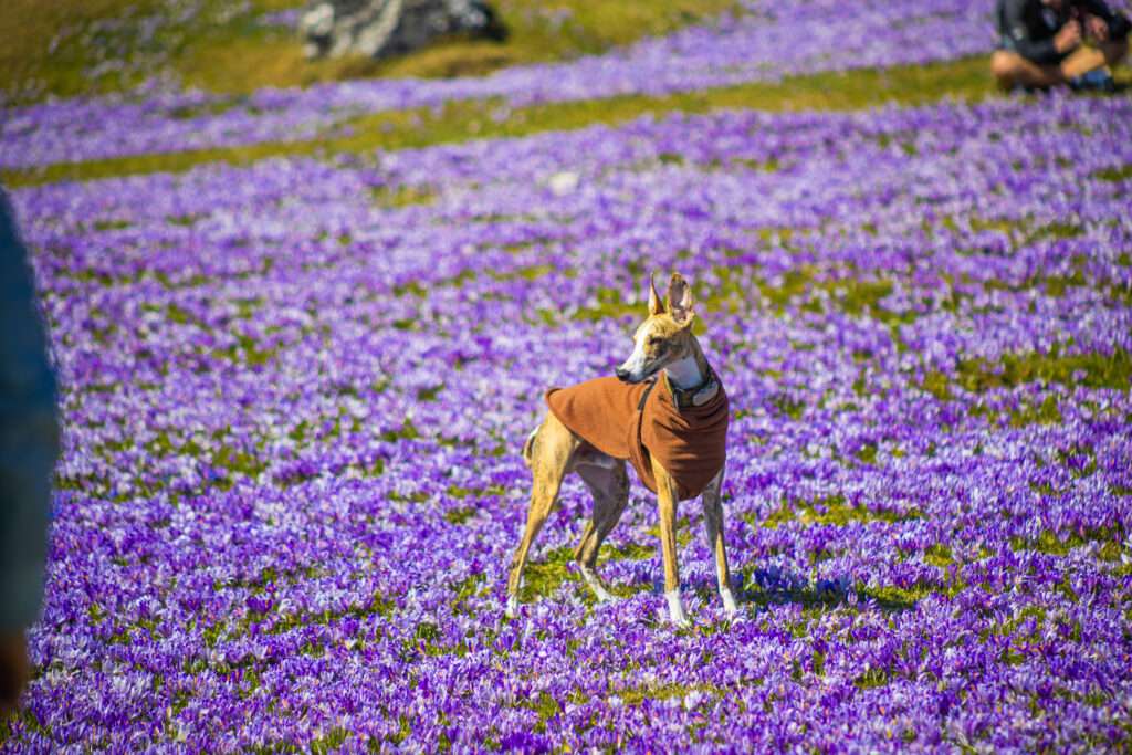 Velika planina 12.4.2025-01-2