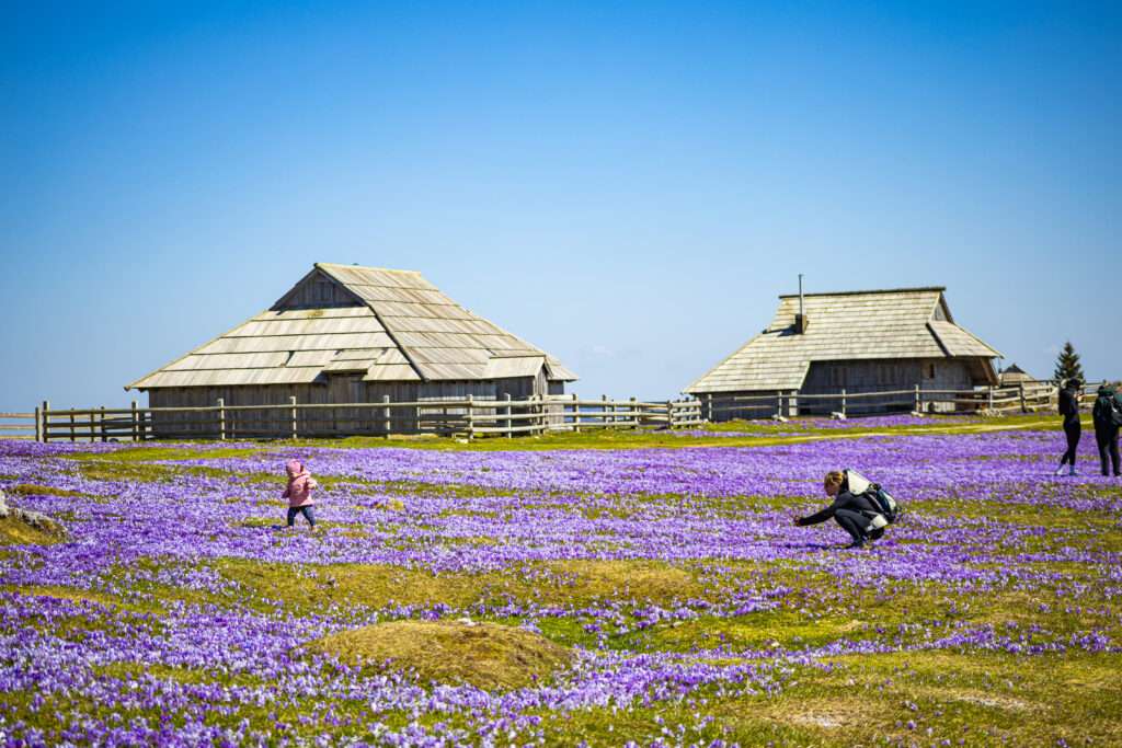 Velika planina 12.4.2025-03